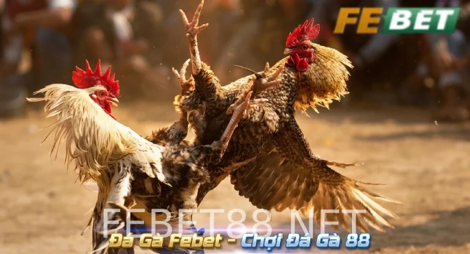 Đá Gà Febet 